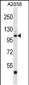 EDEM3 Antibody (C-term)